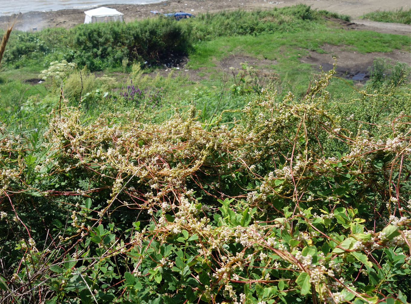 Image of Cuscuta japonica specimen.
