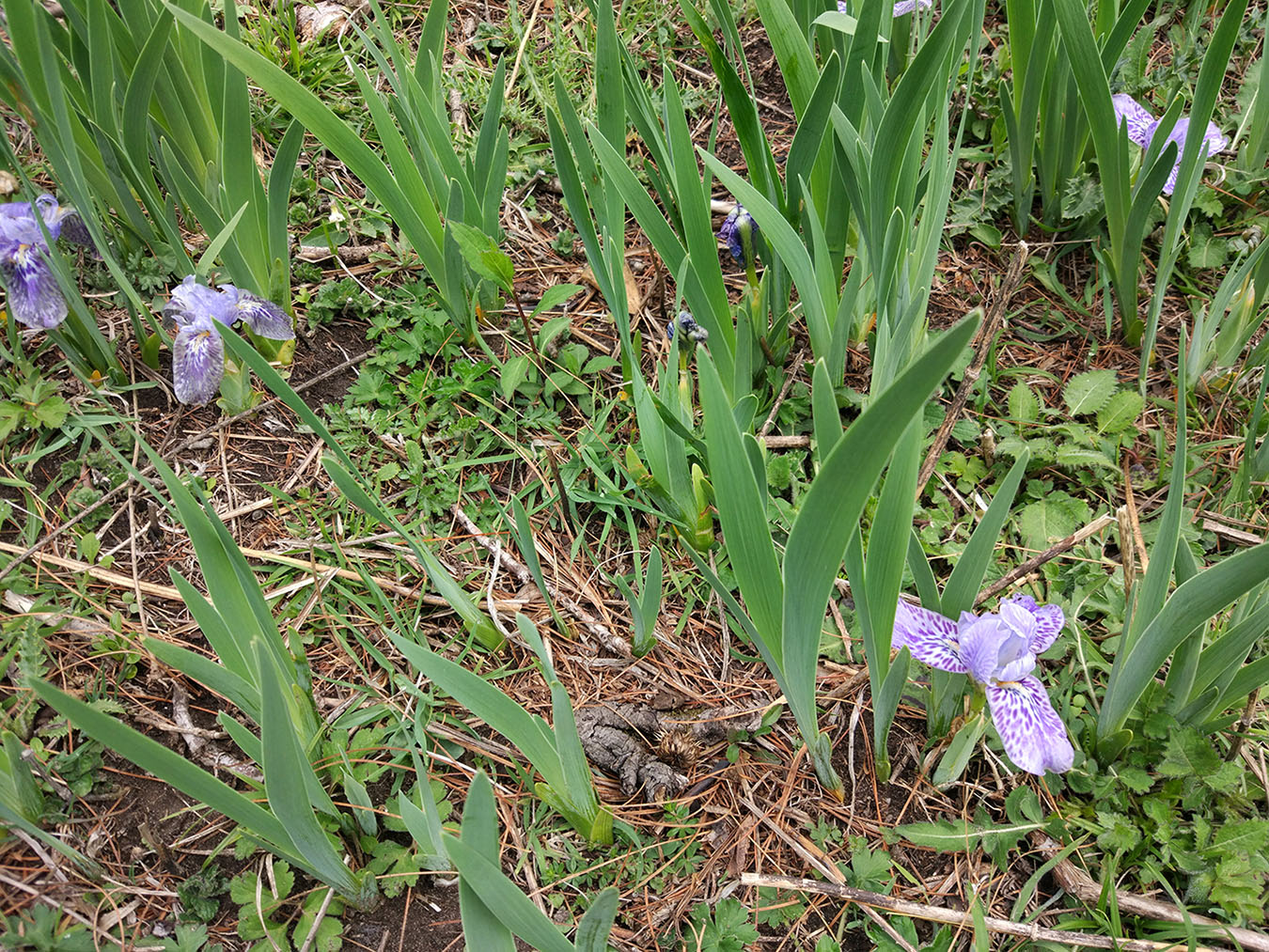 Изображение особи Iris kemaonensis.