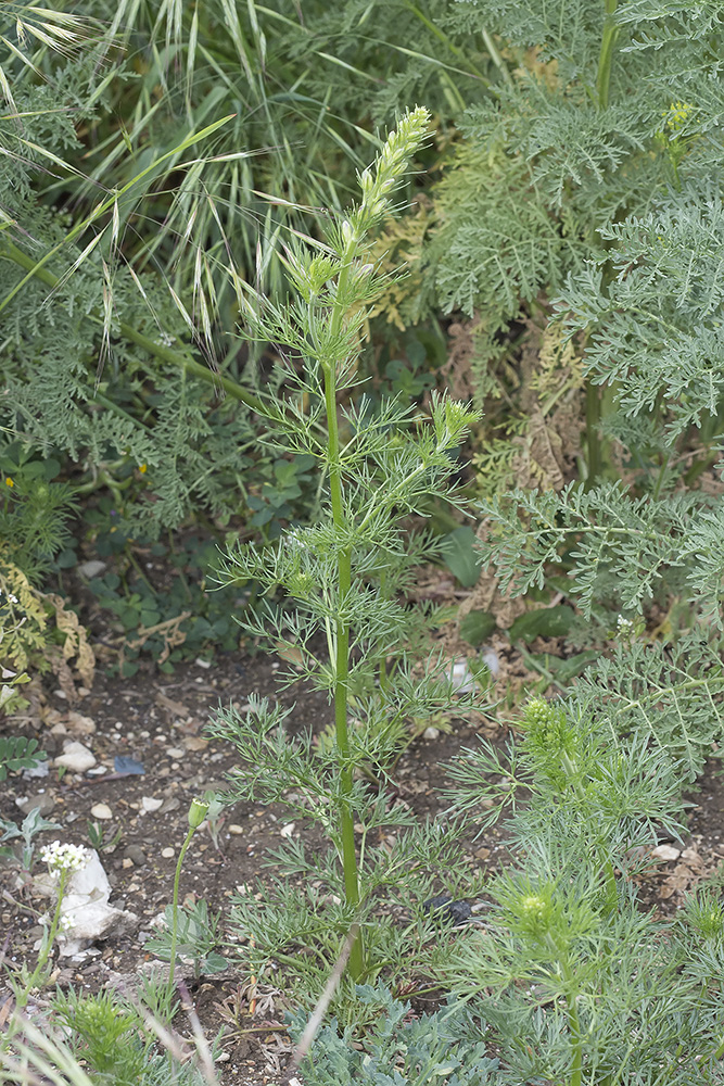 Image of Delphinium hispanicum specimen.