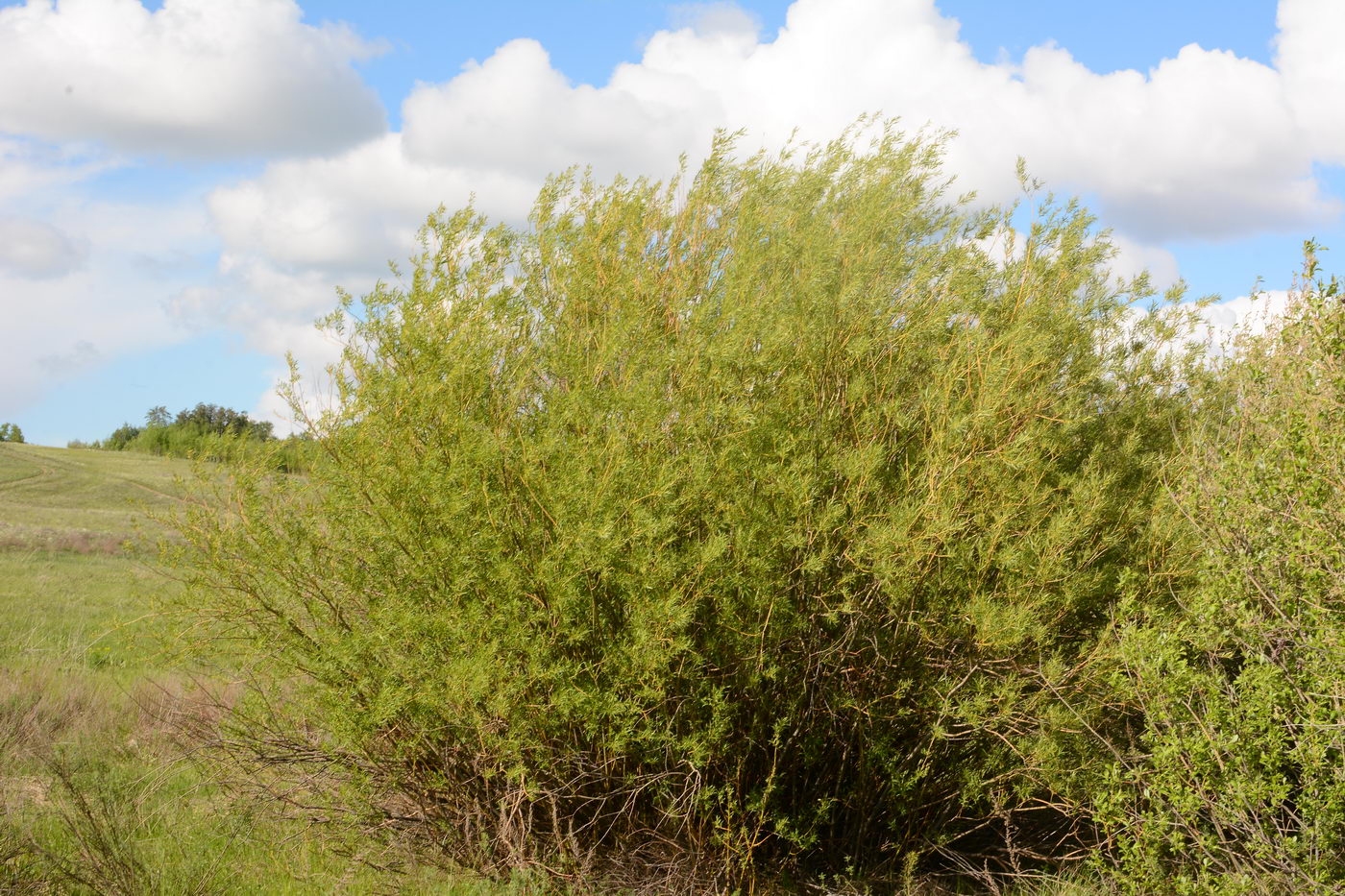 Image of Salix vinogradovii specimen.