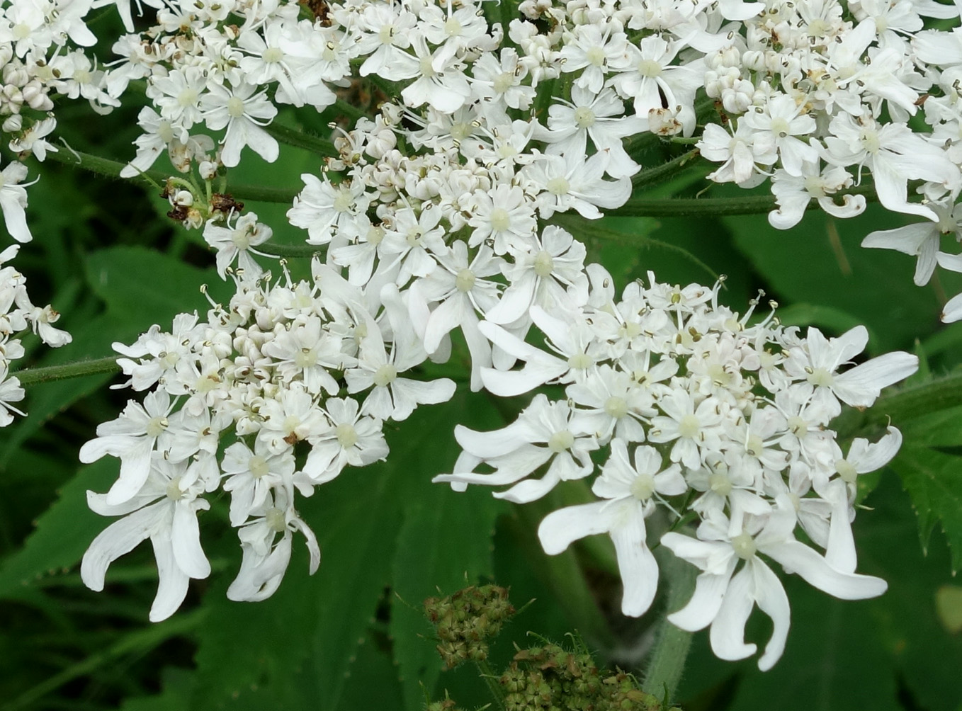 Image of Heracleum moellendorffii specimen.