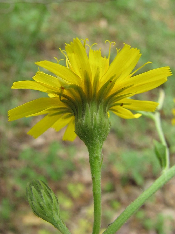 Изображение особи род Hieracium.