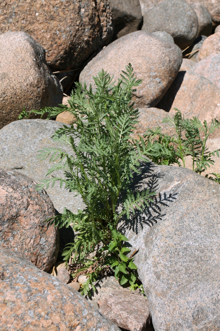 Image of Tanacetum vulgare specimen.