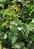 Ligularia alticola