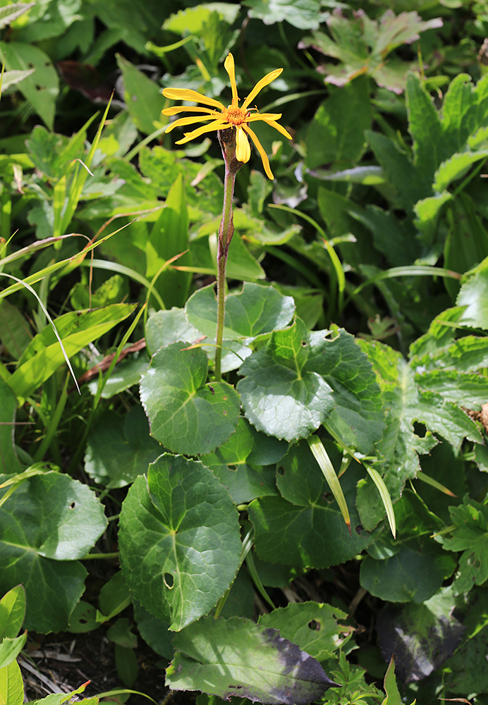 Изображение особи Ligularia alticola.