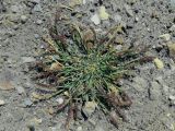 Tragus racemosus