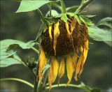 Helianthus annuus. Созревающее соцветие. Московская обл., Раменский р-н, окр. дер. Хрипань, садовый участок. 28.08.2020.