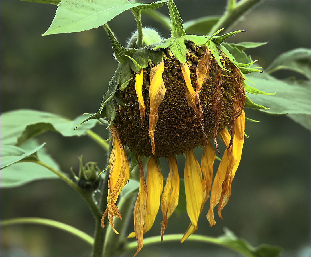 Изображение особи Helianthus annuus.