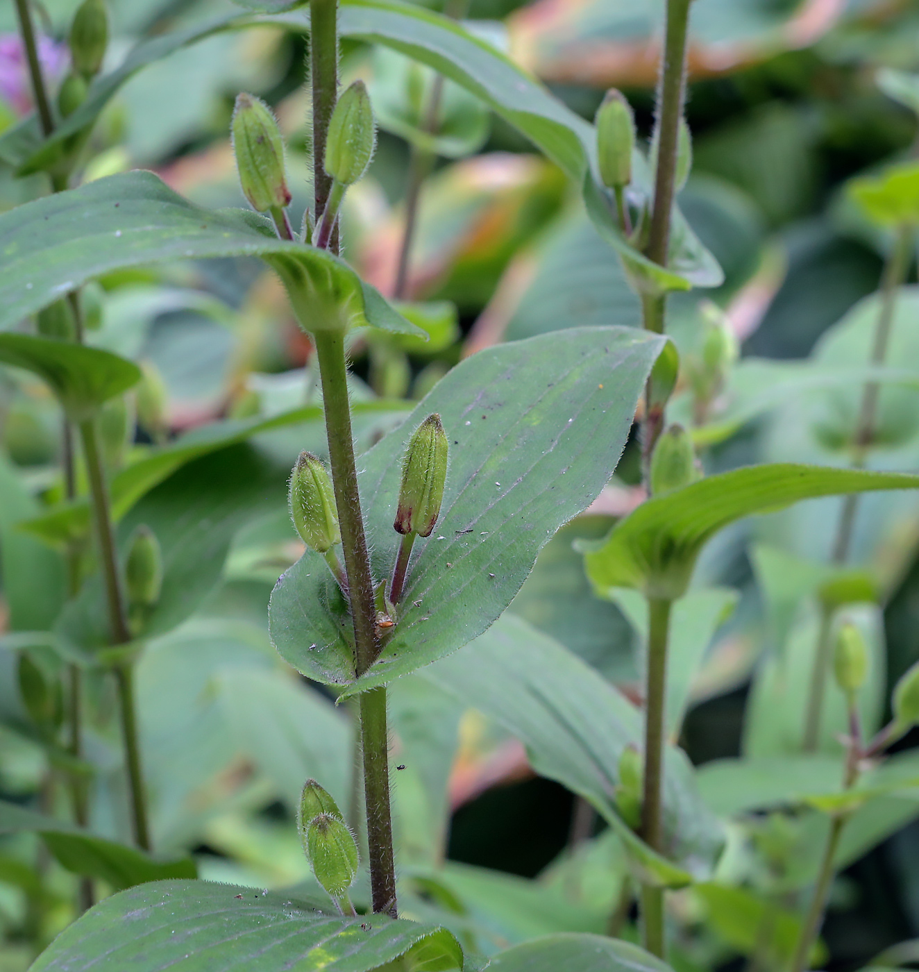 Изображение особи Tricyrtis hirta.