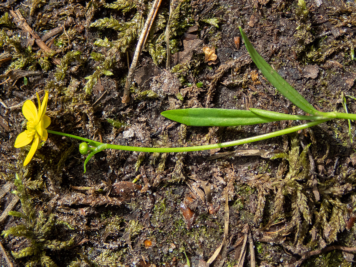 Image of Ranunculus flammula specimen.