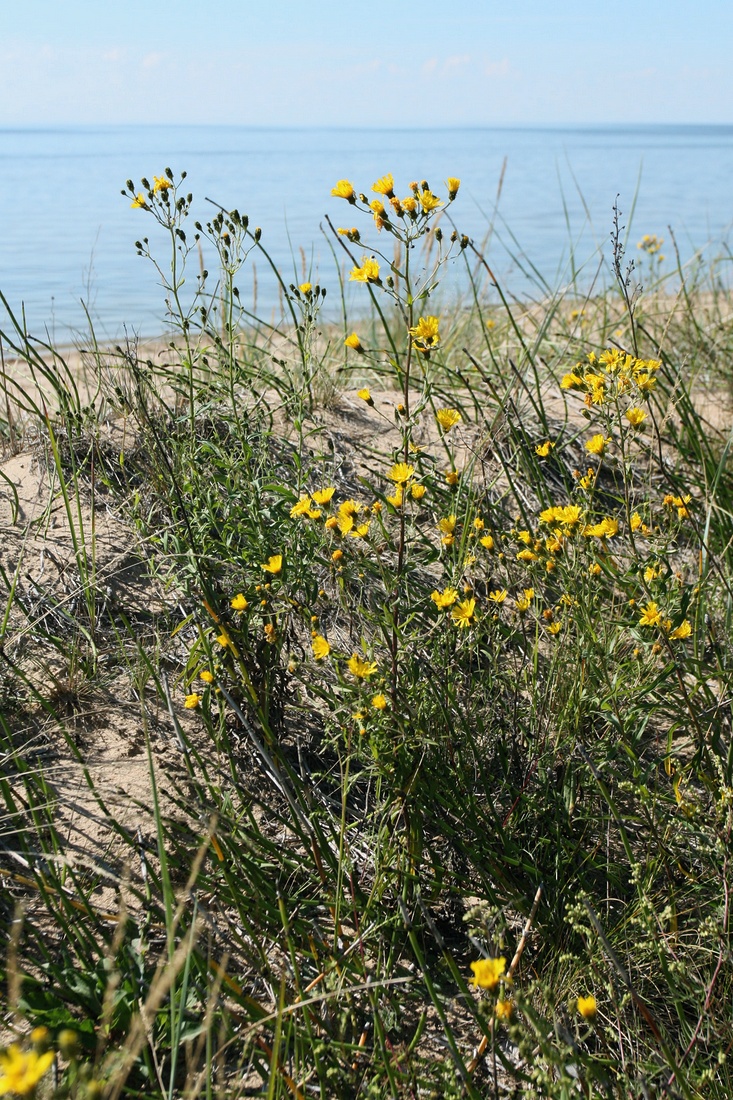 Image of Hieracium umbellatum specimen.