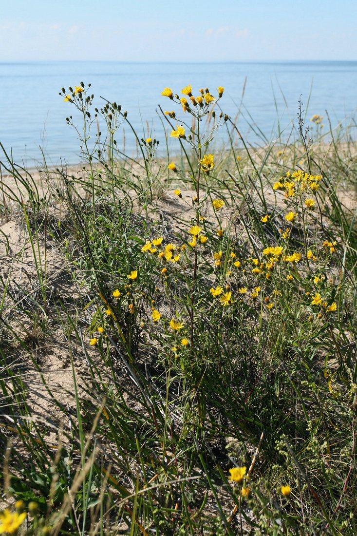 Изображение особи Hieracium umbellatum.