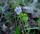 Viola sacchalinensis