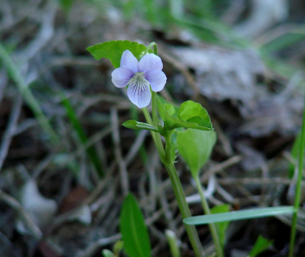 Изображение особи Viola sacchalinensis.