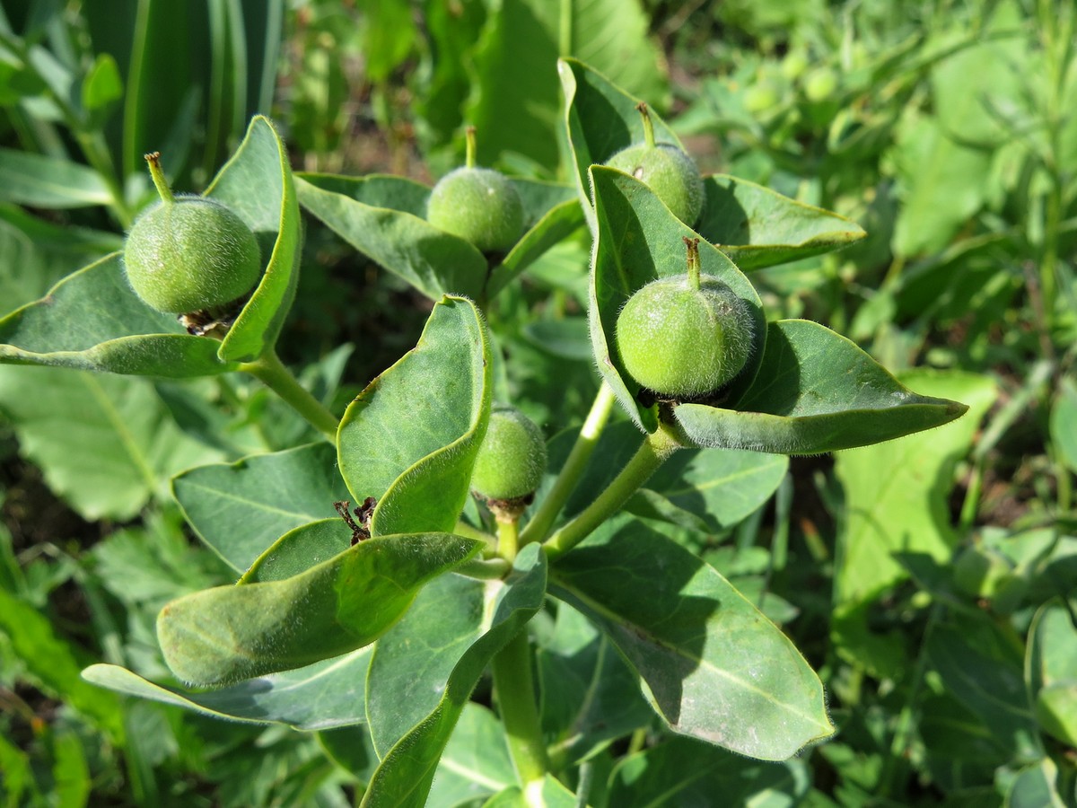 Изображение особи Euphorbia sarawschanica.