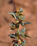 Xanthium spinosum