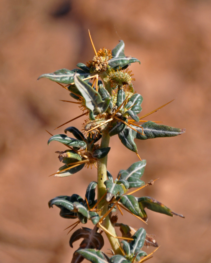 Image of Xanthium spinosum specimen.