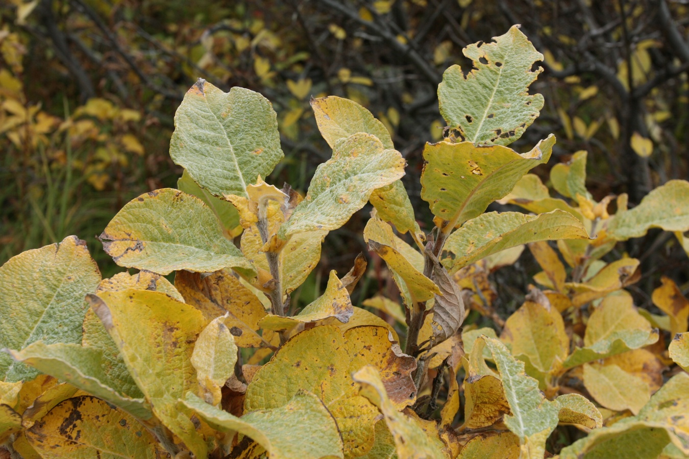 Image of Salix lanata specimen.