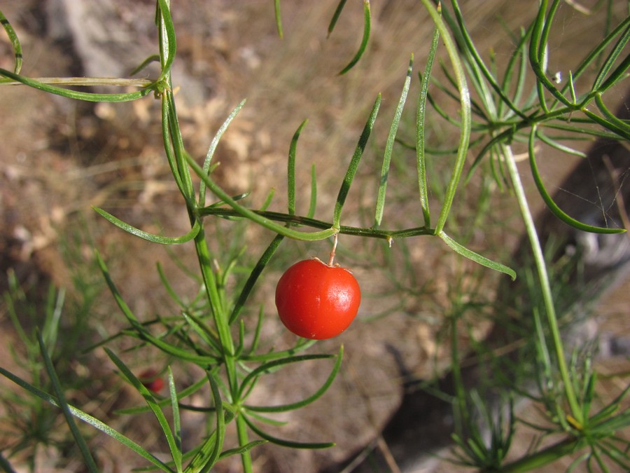 Image of Asparagus verticillatus specimen.