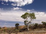 Corymbia aparrerinja