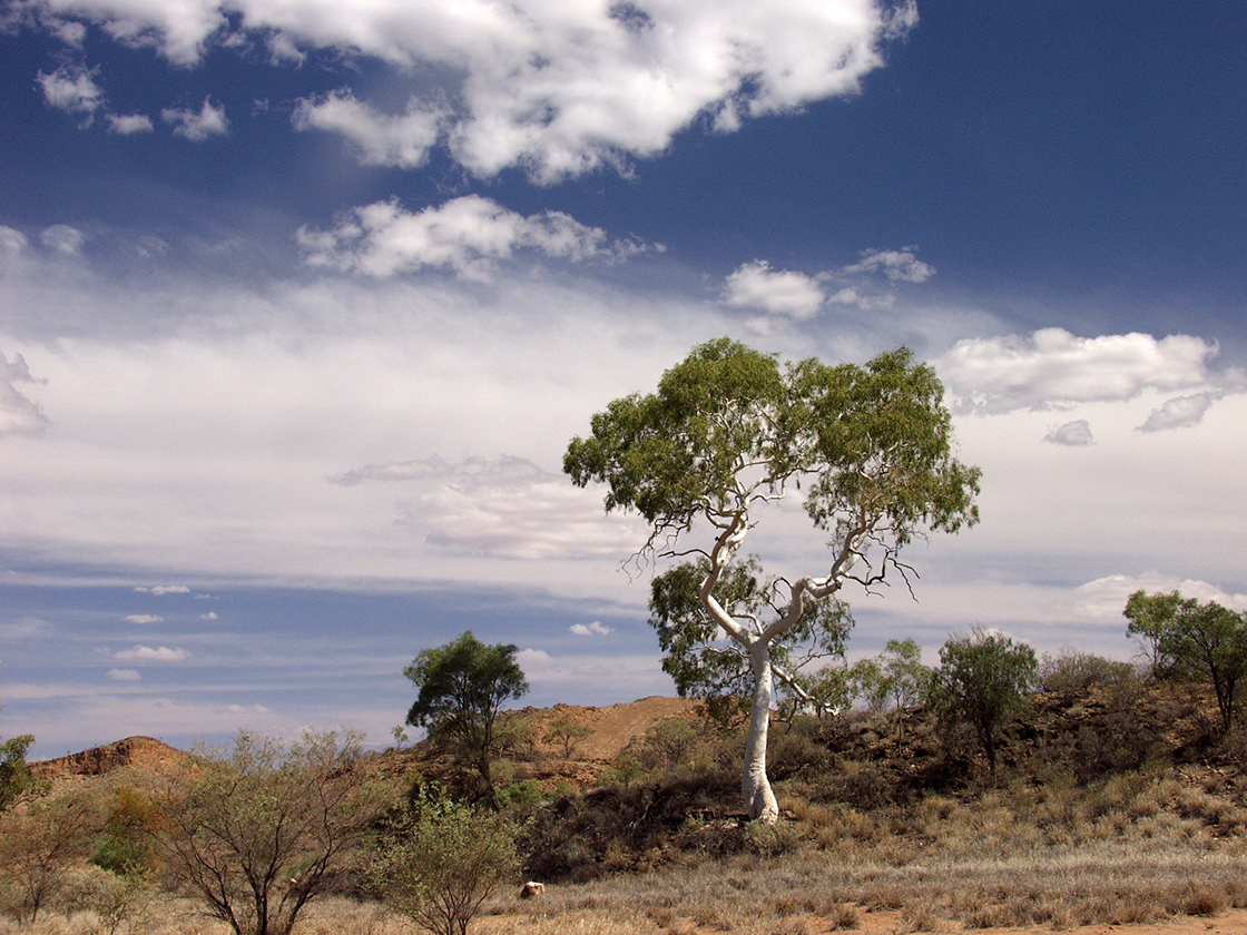 Image of Corymbia aparrerinja specimen.