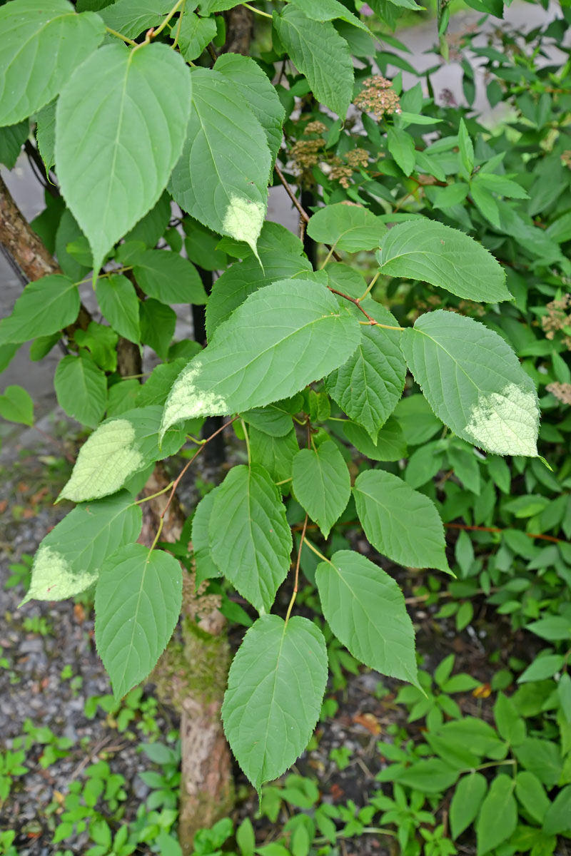 Image of Actinidia kolomikta specimen.