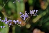 Limonium scoparium. Часть соцветия. Астраханская обл., Лиманский р-н, окр. с. Воскресеновка, берег ерика Семёновский банк. 20.08.2020.