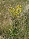 Senecio paucifolius