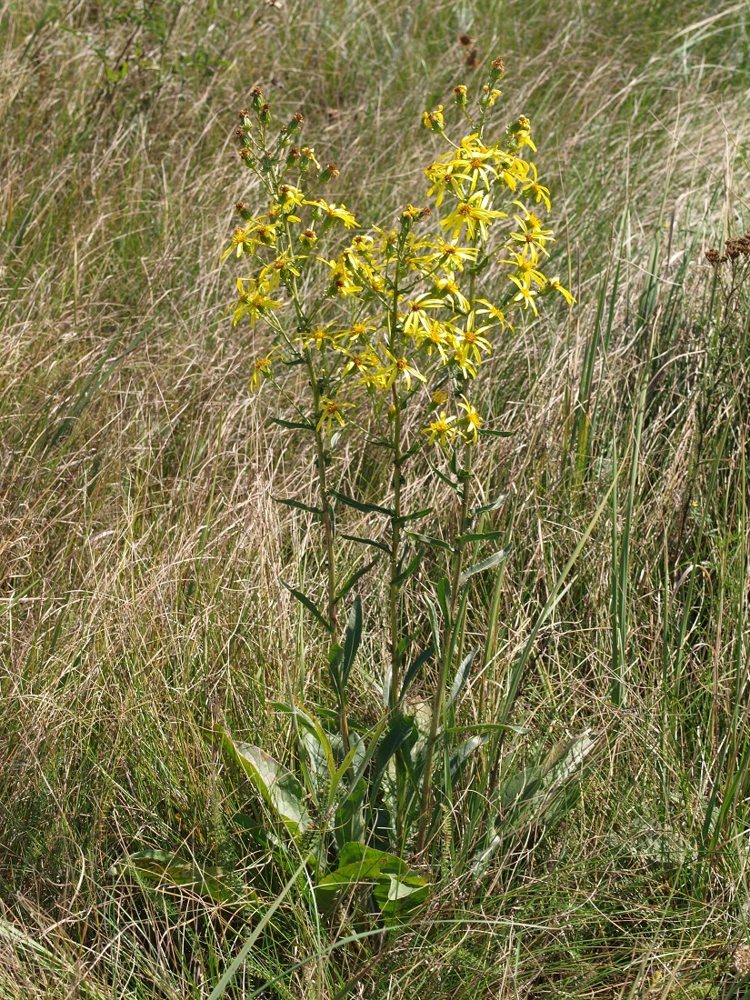 Изображение особи Senecio paucifolius.