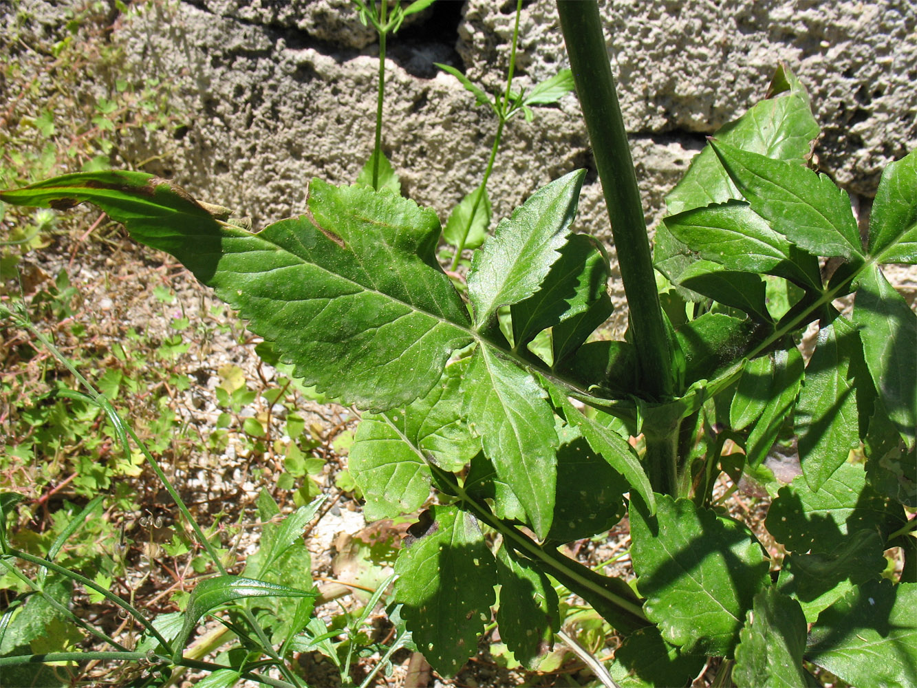 Image of Knautia integrifolia ssp. urvillei specimen.