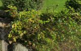 Mahonia aquifolium. Плодоносящие растения. Московская обл., пгт Большие Вязёмы, усадьба Вязёмы, партер, в культуре. 24.09.2020.