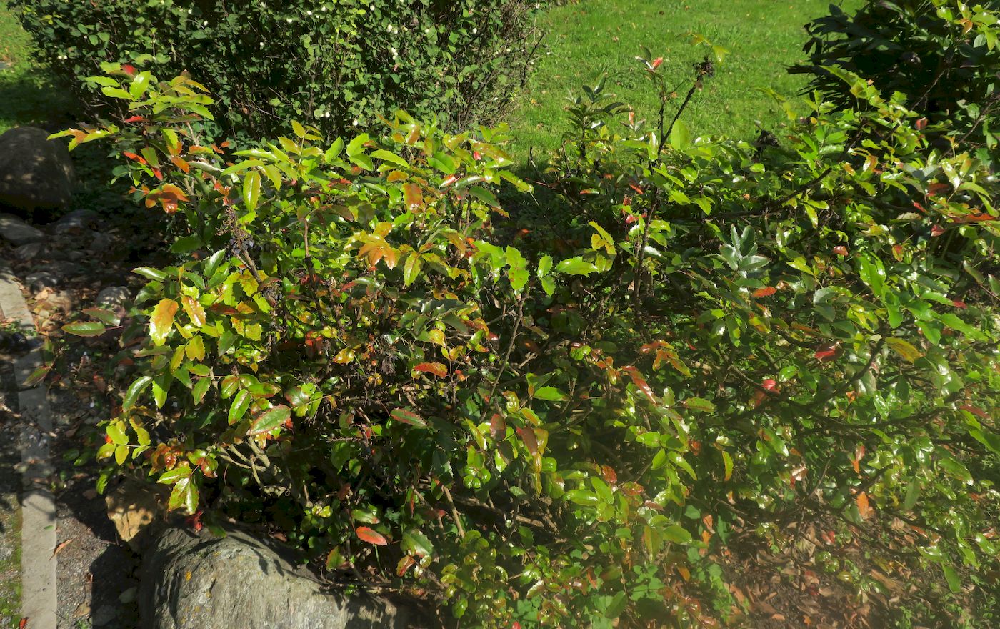 Image of Mahonia aquifolium specimen.