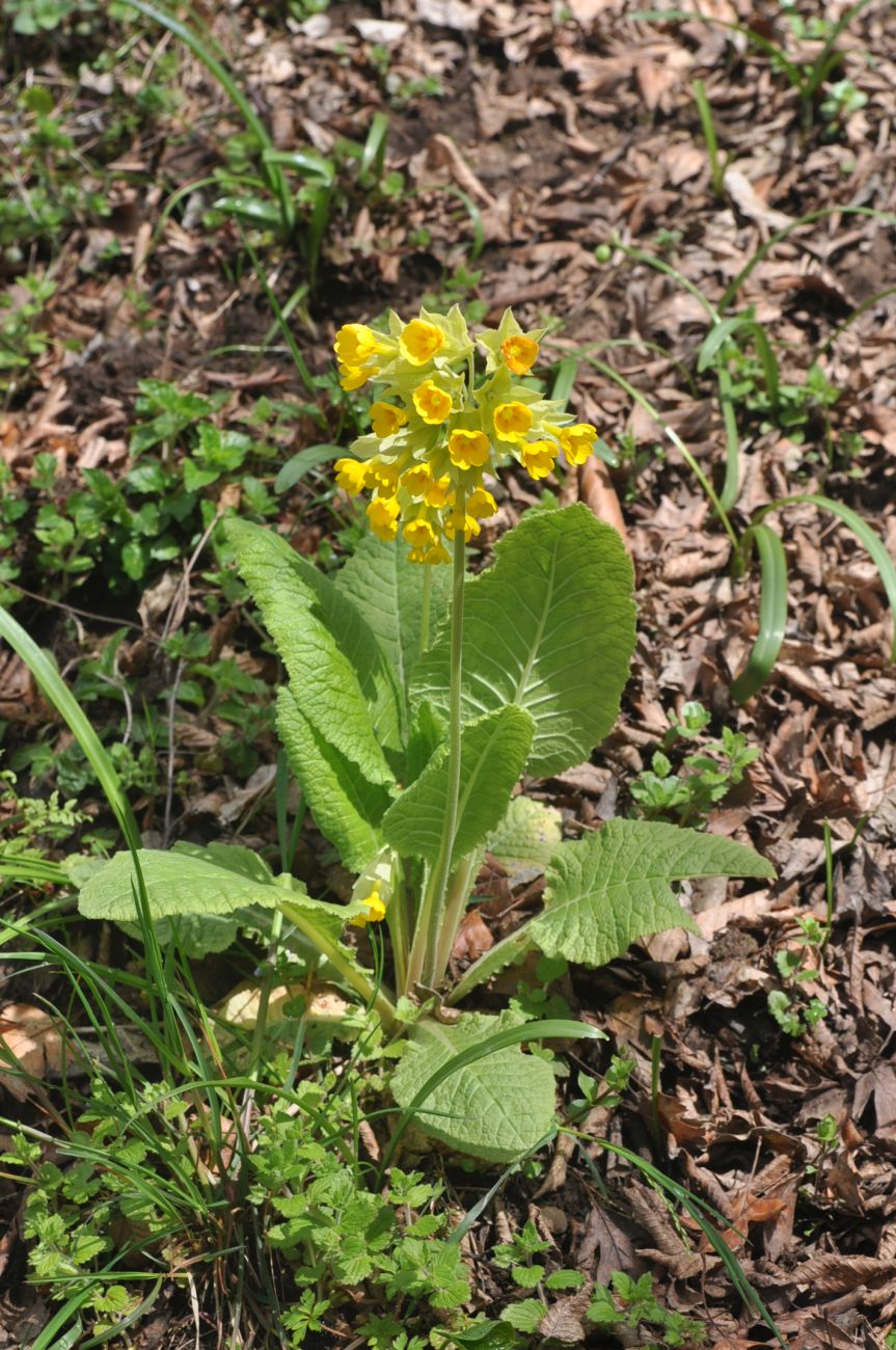 Image of Primula macrocalyx specimen.