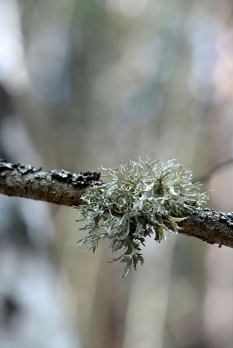 Image of Ramalina farinacea specimen.