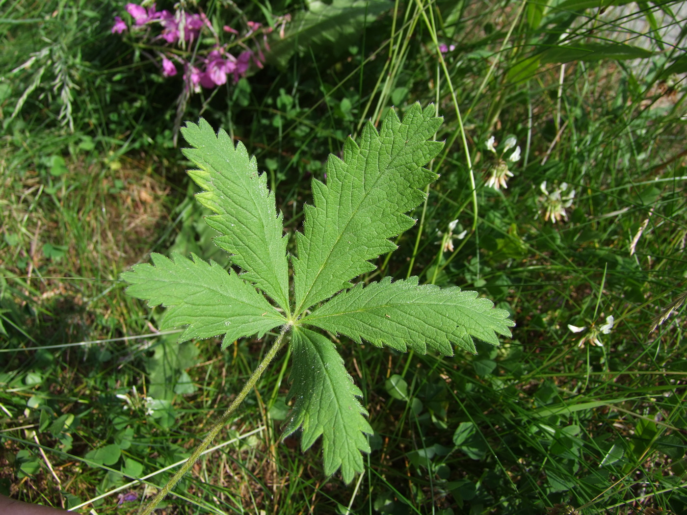 Изображение особи Potentilla chrysantha.