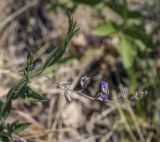 Polygala sibirica