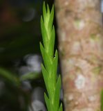 Lockhartia longifolia