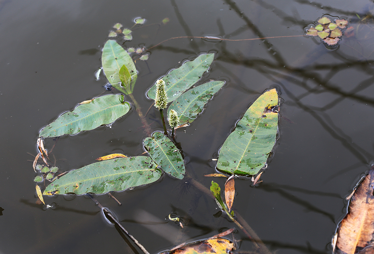 Image of Persicaria amphibia specimen.