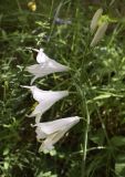 Paradisea liliastrum