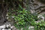 Bocconia frutescens