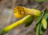 Nicotiana glauca. Цветок. Греция, Эгейское море, о. Сирос, пос. Манна (Μάννα), обочина автодороги, рядом с автосервисом. 26.04.2021.