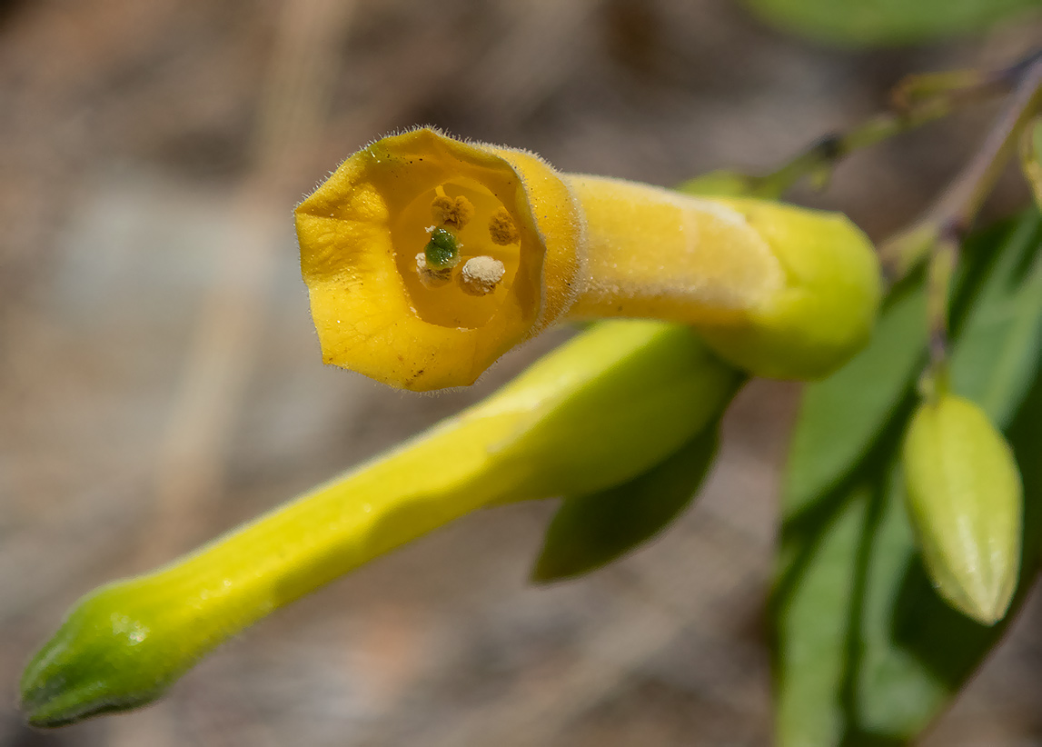 Image of Nicotiana glauca specimen.