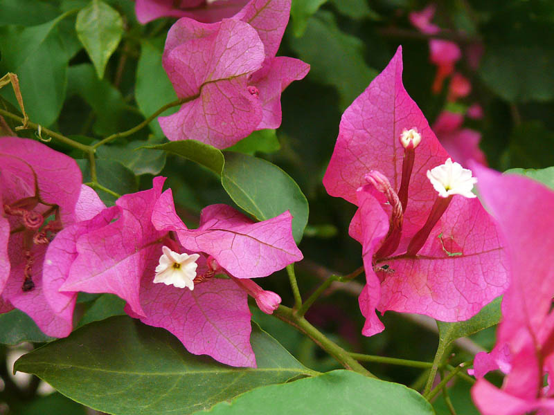 Изображение особи род Bougainvillea.