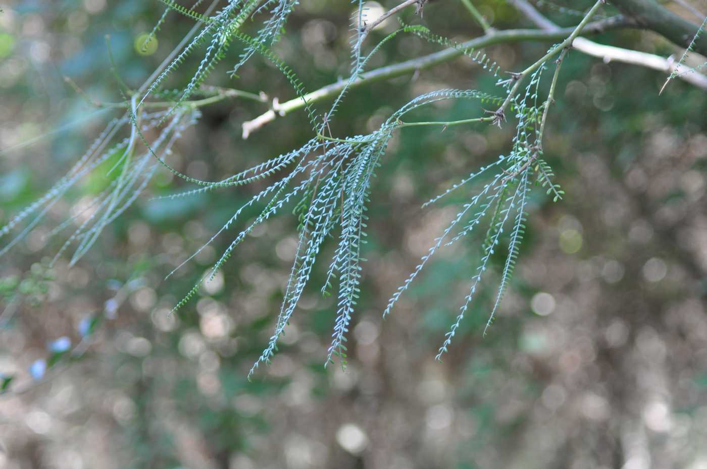 Image of Parkinsonia aculeata specimen.