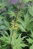 Ligularia przewalskii