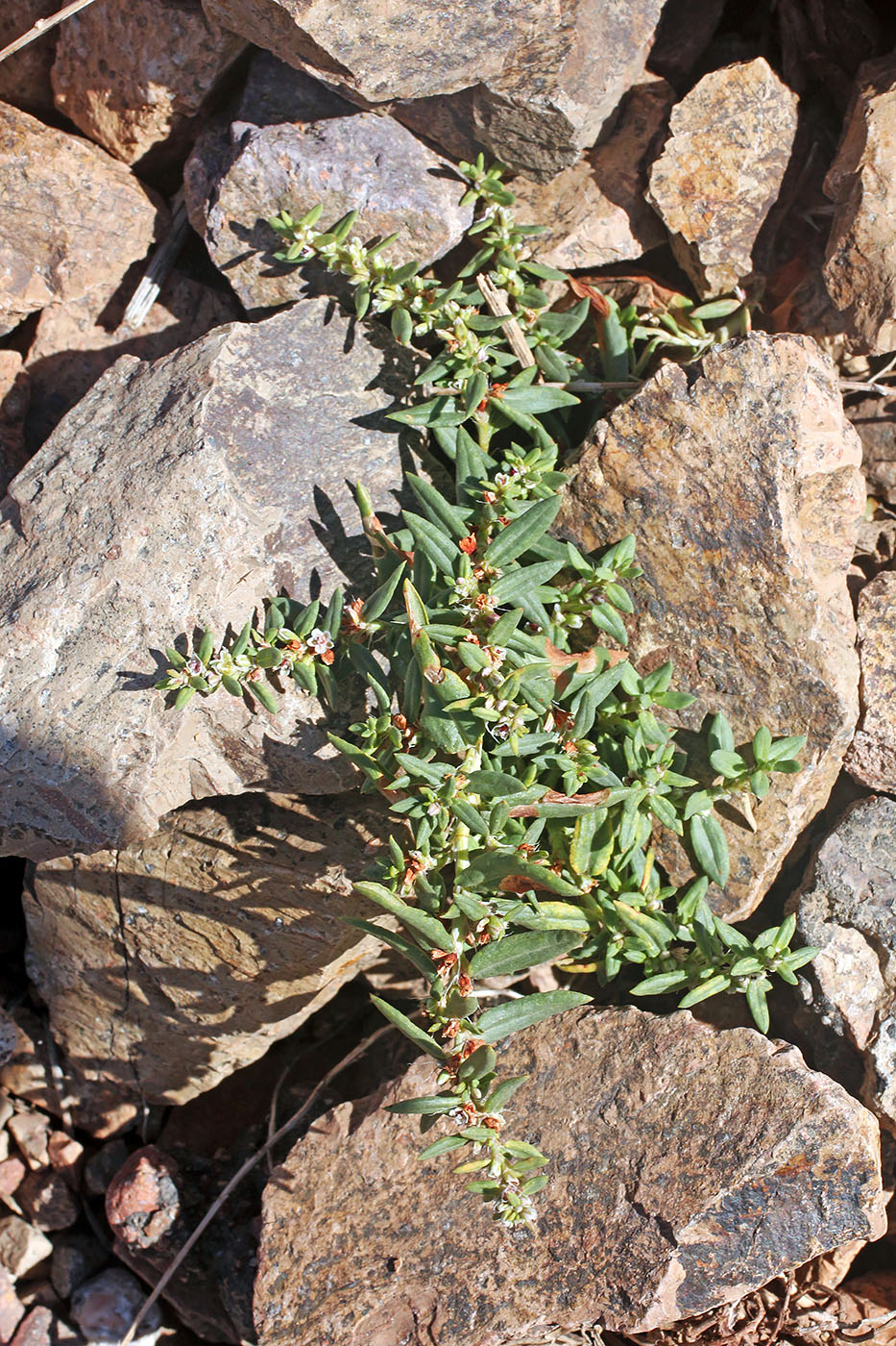 Image of Polygonum fibrilliferum specimen.