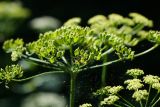 Heracleum sibiricum