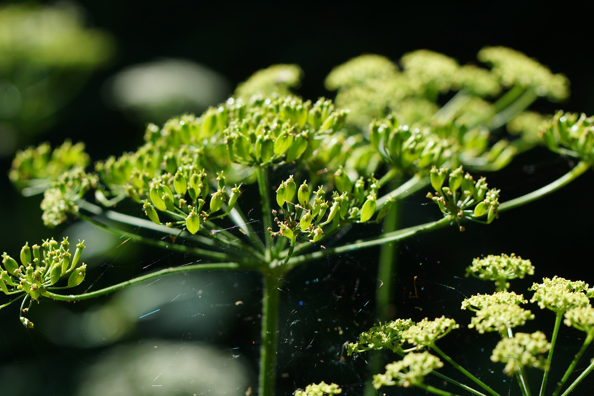 Image of Heracleum sibiricum specimen.