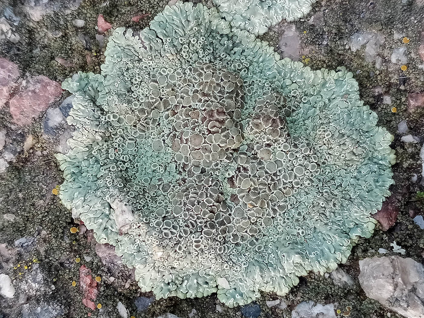 Image of Lecanora muralis var. versicolor specimen.