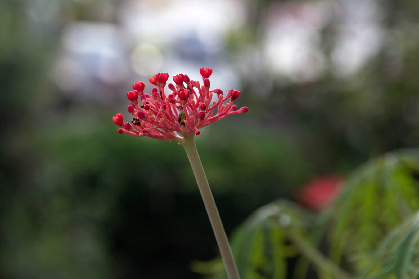 Image of Jatropha multifida specimen.